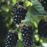 olallie-blackberry