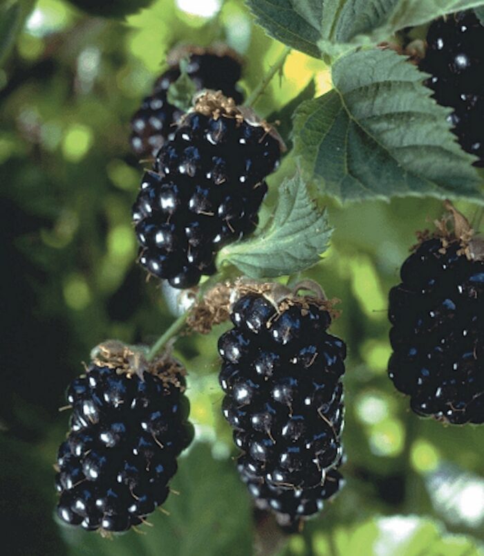 olallie-blackberry olallie-blackberry